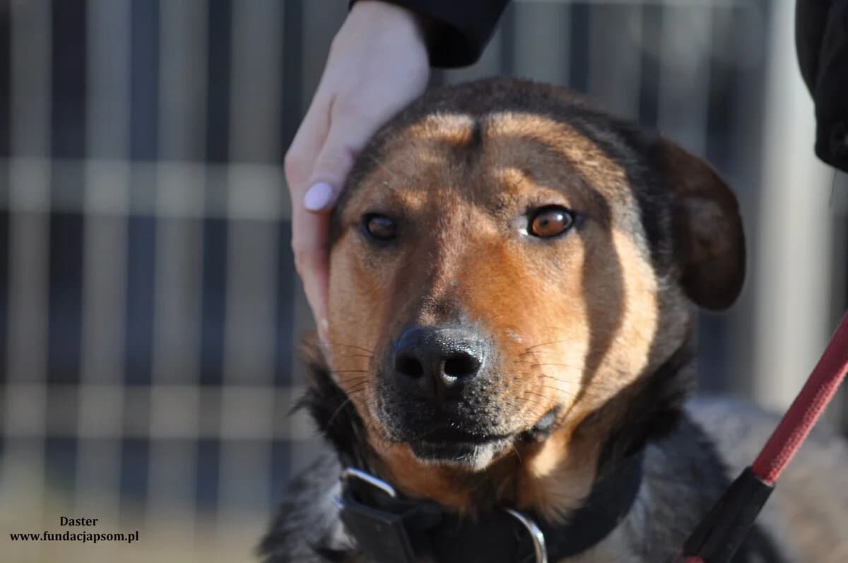 Daster, male mixed breed for adoption at Fundacja Przyjaciele Braci Mniejszych