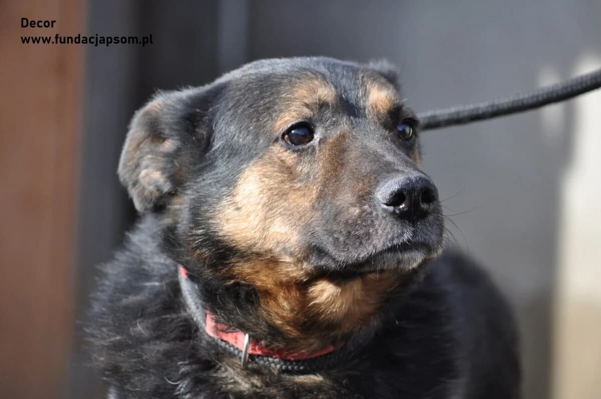 Dekor, male mixed breed for adoption at Fundacja Przyjaciele Braci Mniejszych