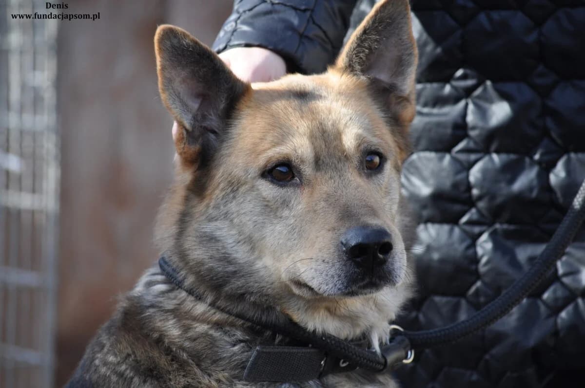 Denis, male mixed breed for adoption at Fundacja Przyjaciele Braci Mniejszych