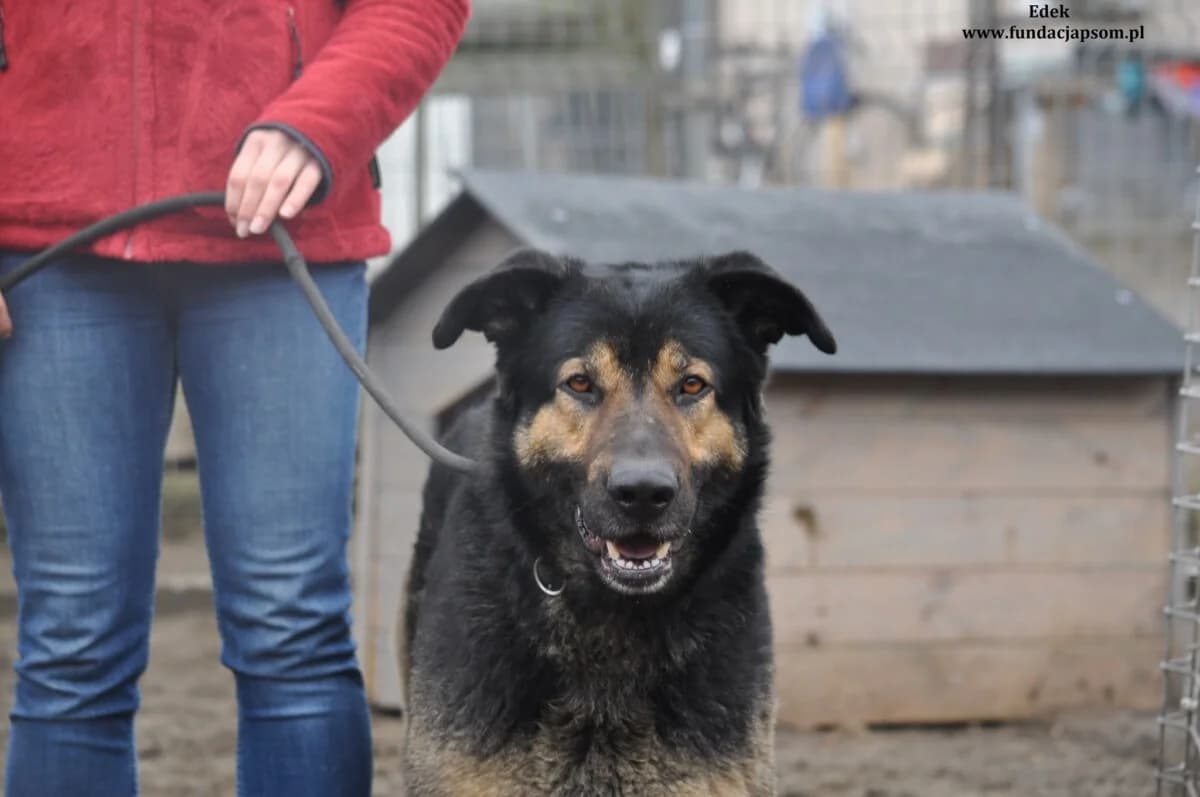 Edek, male mixed breed for adoption at Fundacja Przyjaciele Braci Mniejszych