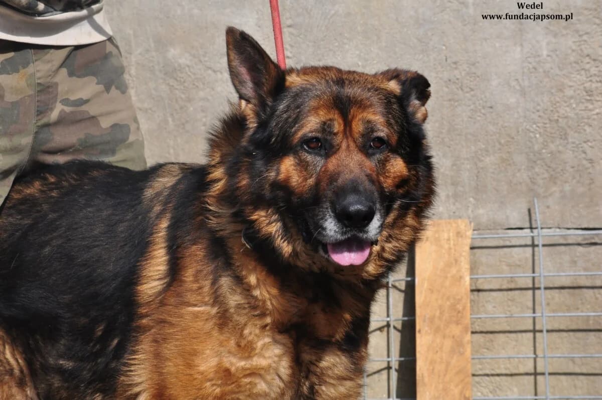 Wedel, male mixed breed for adoption at Fundacja Przyjaciele Braci Mniejszych