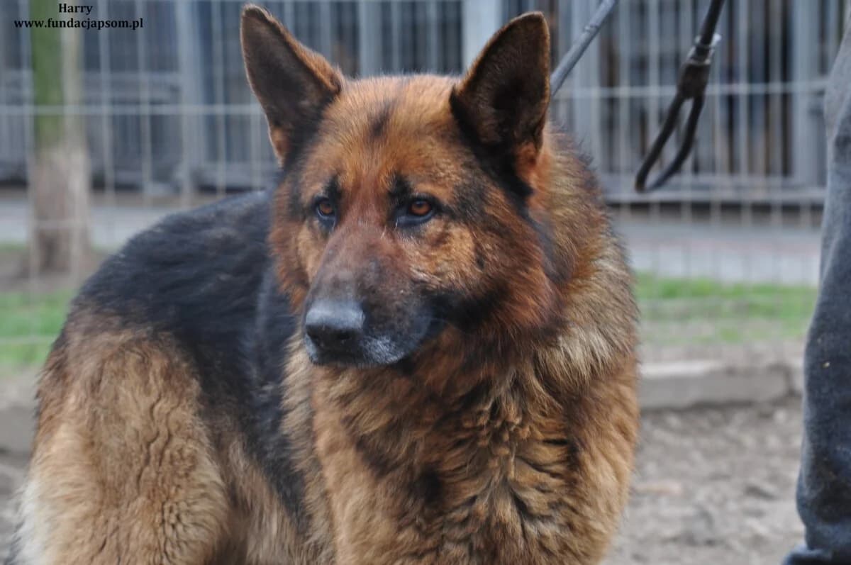 Harry, male mixed breed for adoption at Fundacja Przyjaciele Braci Mniejszych
