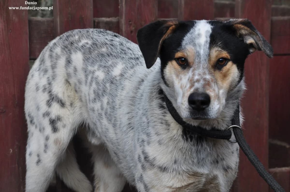Dunio, male mixed breed for adoption at Fundacja Przyjaciele Braci Mniejszych