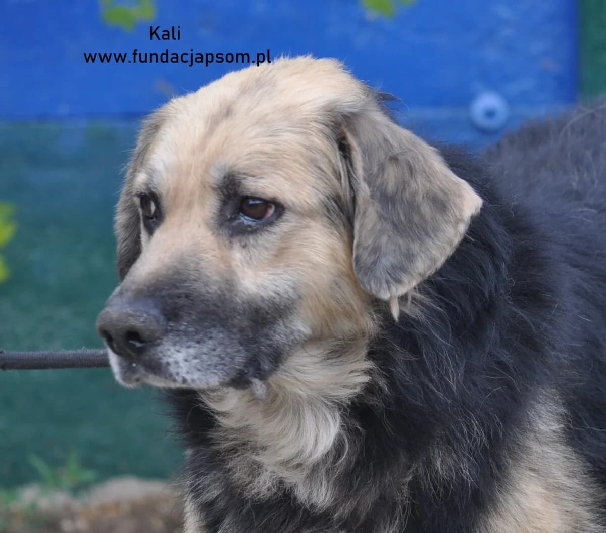 Kali, male mixed breed for adoption at Fundacja Przyjaciele Braci Mniejszych