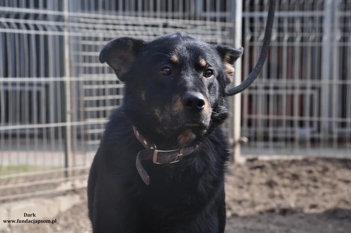 Dark, male mixed breed for adoption at Fundacja Przyjaciele Braci Mniejszych