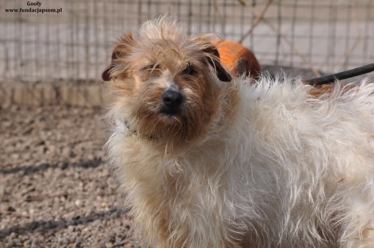 Goofy, male mixed breed for adoption at Fundacja Przyjaciele Braci Mniejszych