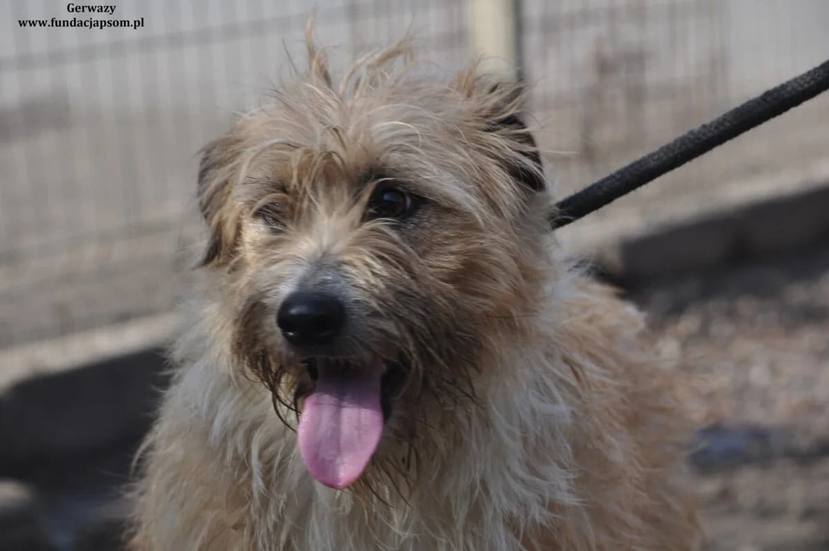 Gerwazy, male mixed breed for adoption at Fundacja Przyjaciele Braci Mniejszych
