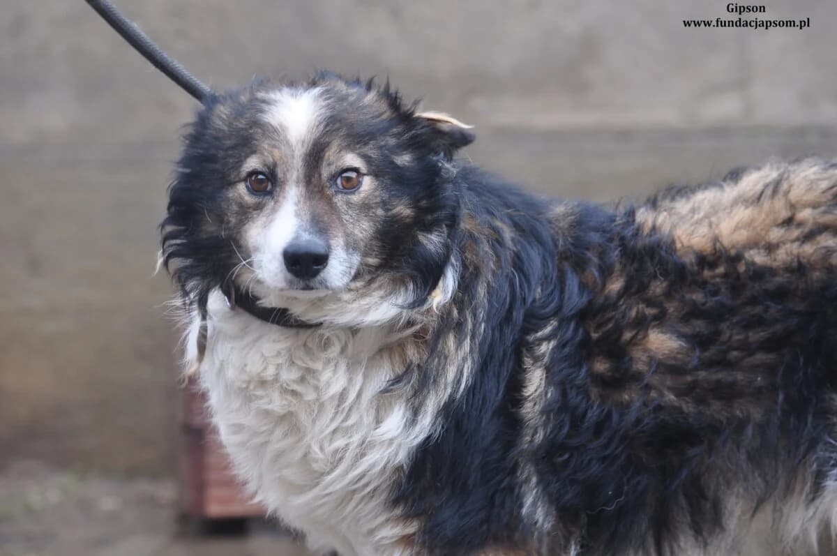 Gipson, male mixed breed for adoption at Fundacja Przyjaciele Braci Mniejszych