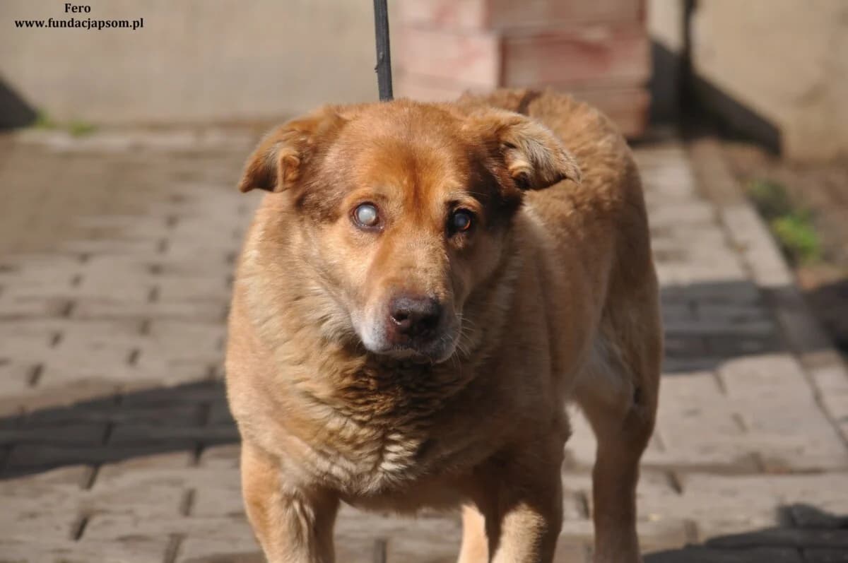 Fero, male mixed breed for adoption at Fundacja Przyjaciele Braci Mniejszych