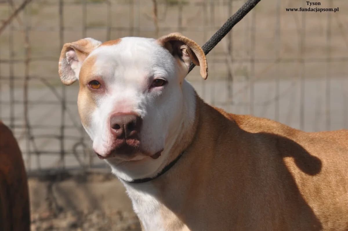 Tyson, male mixed breed for adoption at Fundacja Przyjaciele Braci Mniejszych