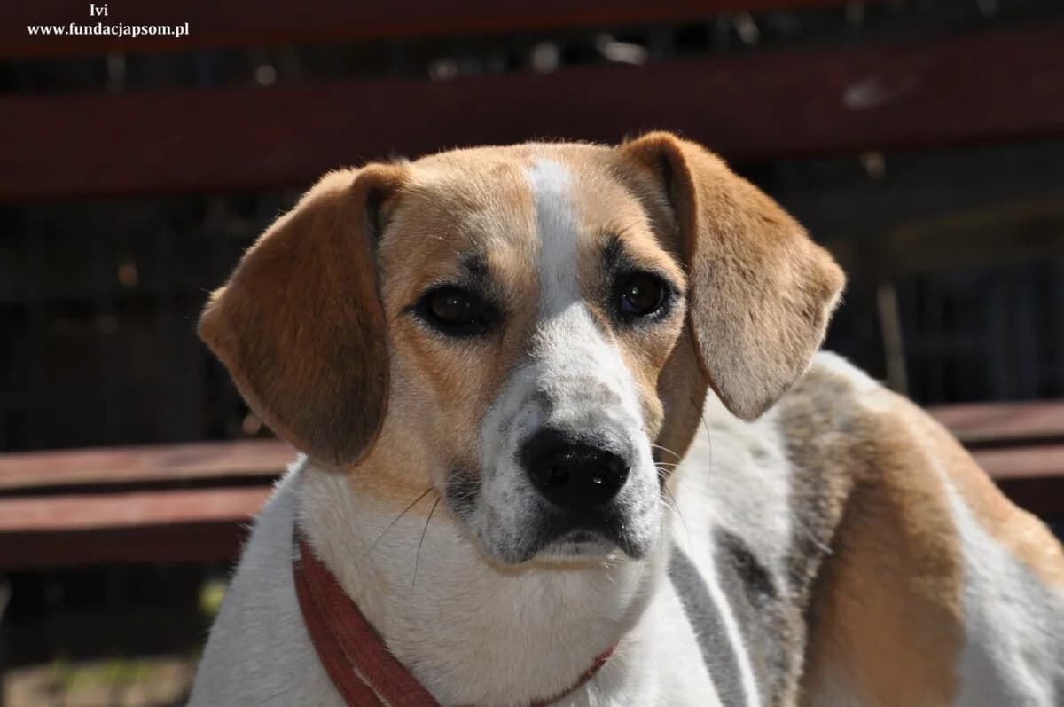 Ivi, female mixed breed for adoption at Fundacja Przyjaciele Braci Mniejszych