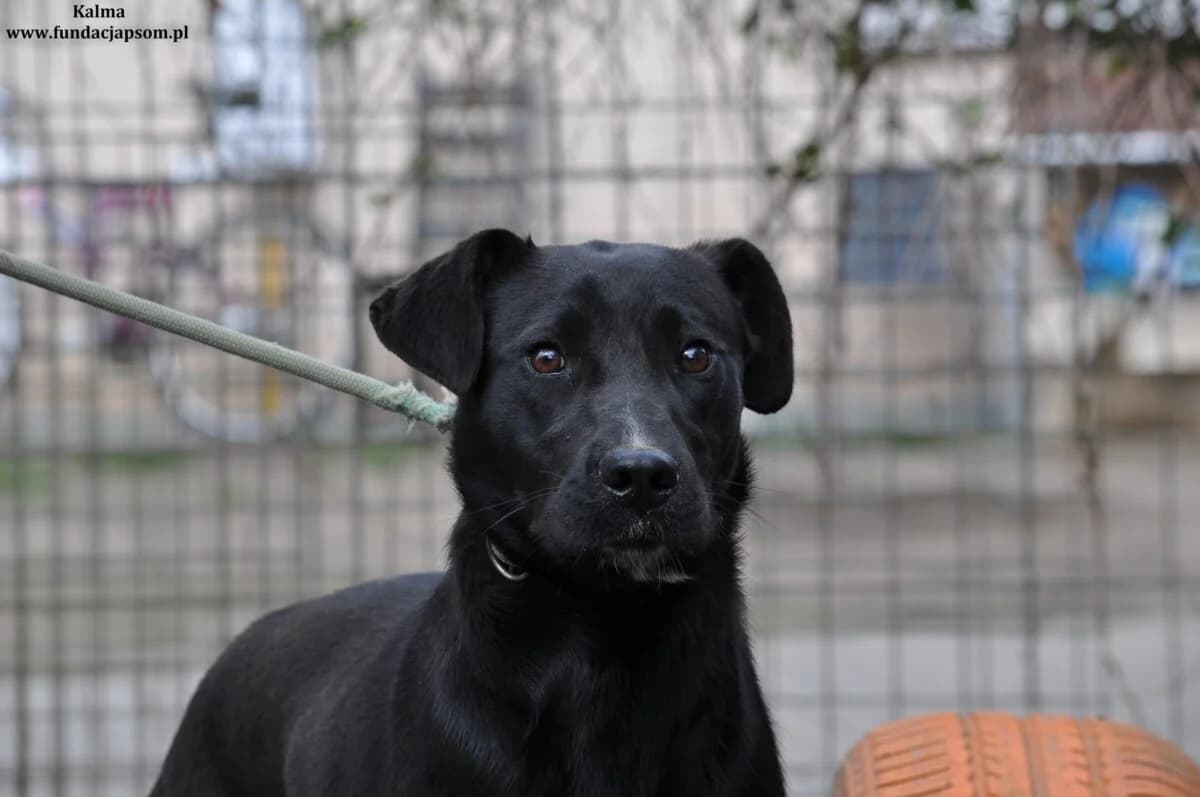 Kalma, female mixed breed for adoption at Fundacja Przyjaciele Braci Mniejszych