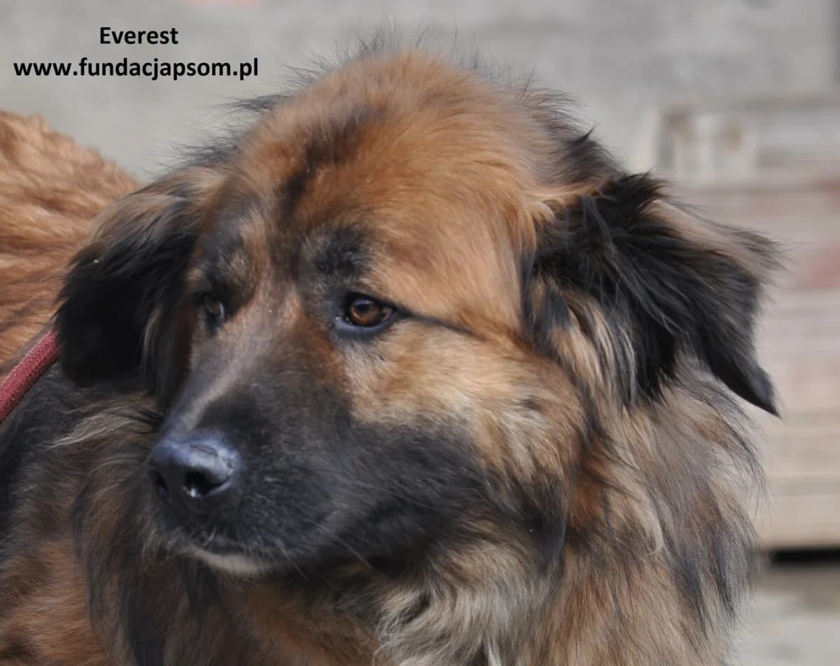 Everest, male mixed breed for adoption at Fundacja Przyjaciele Braci Mniejszych