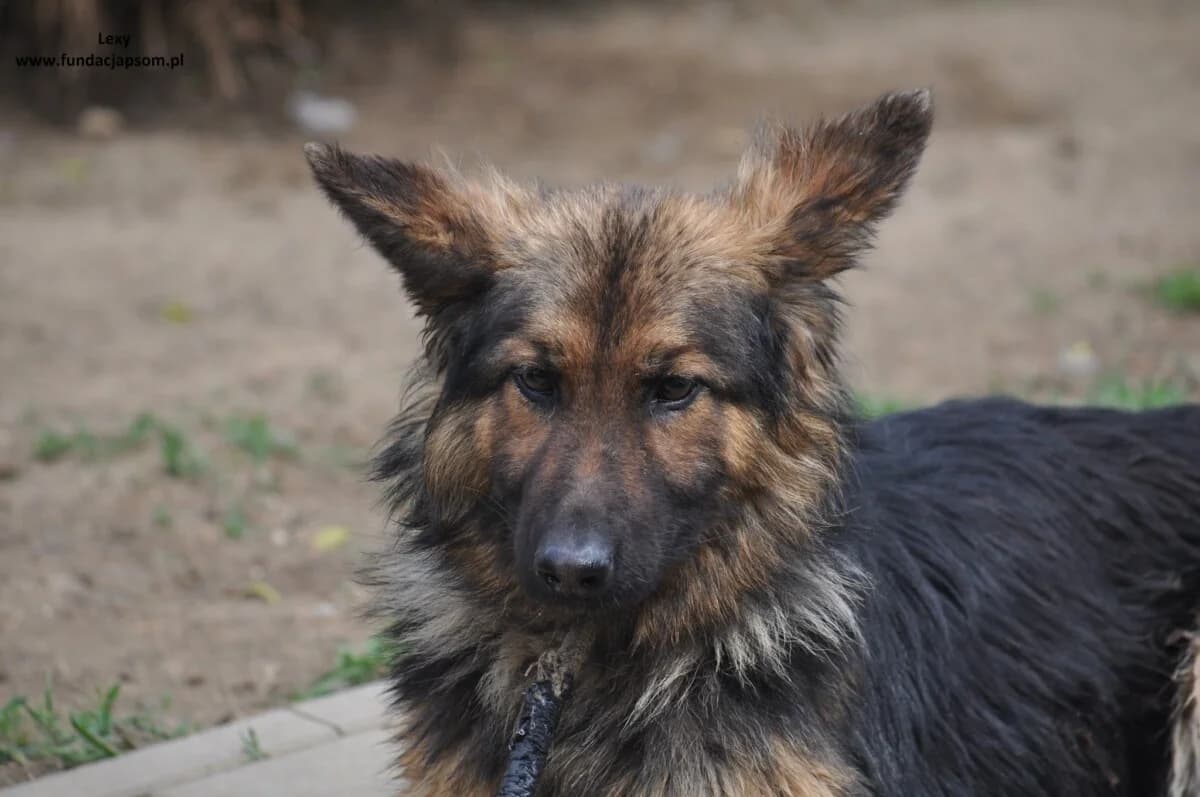 Lexy, female mixed breed for adoption at Fundacja Przyjaciele Braci Mniejszych
