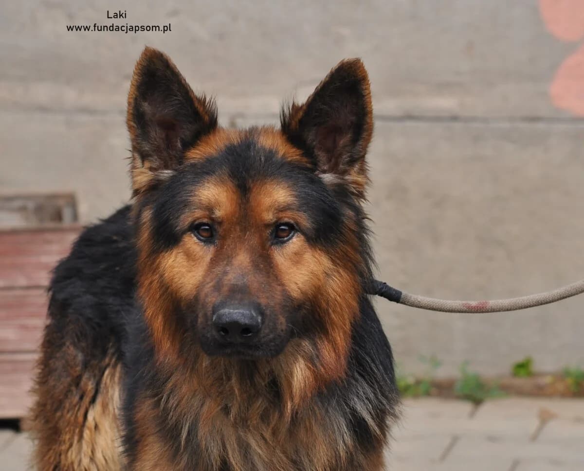 Laki, male mixed breed for adoption at Fundacja Przyjaciele Braci Mniejszych