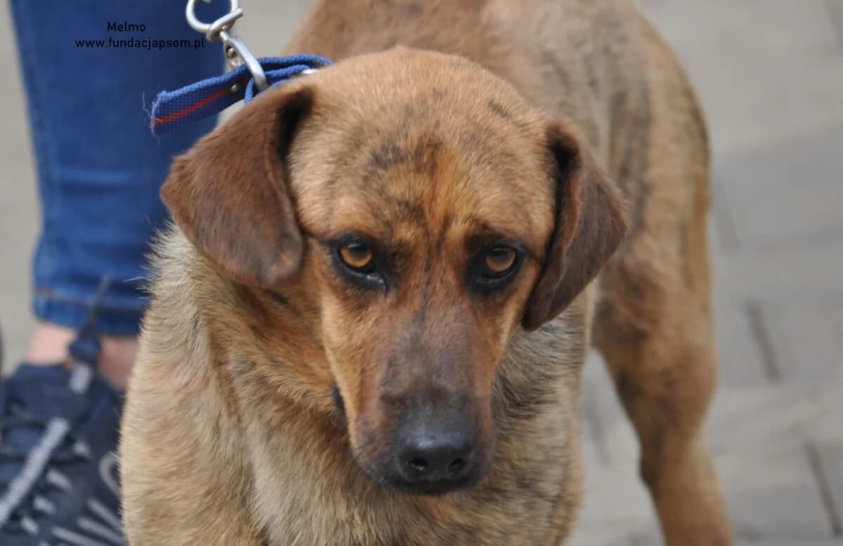 Melmo, male mixed breed for adoption at Fundacja Przyjaciele Braci Mniejszych