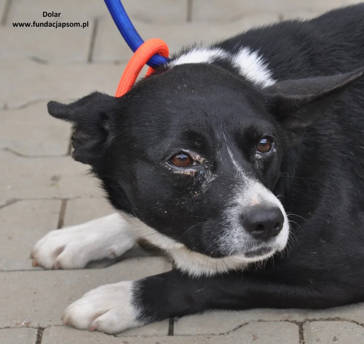 Dolar, male mixed breed for adoption at Fundacja Przyjaciele Braci Mniejszych