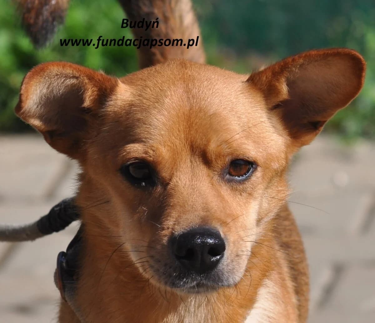 BUDYŃ, male mixed breed for adoption at Fundacja Przyjaciele Braci Mniejszych