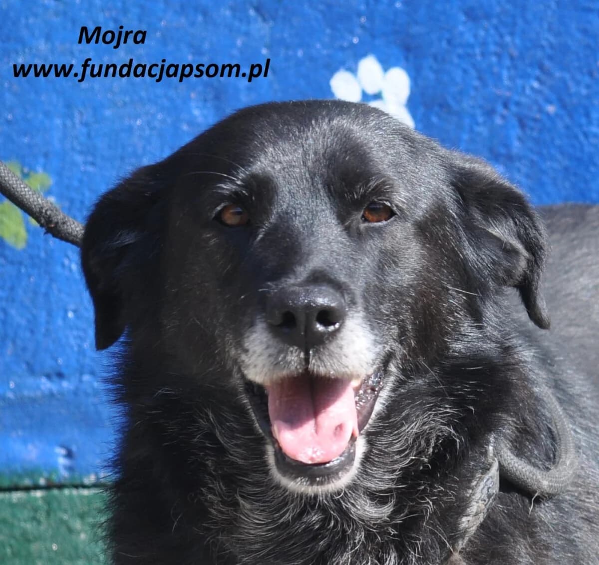 Mojra, female mixed breed for adoption at Fundacja Przyjaciele Braci Mniejszych