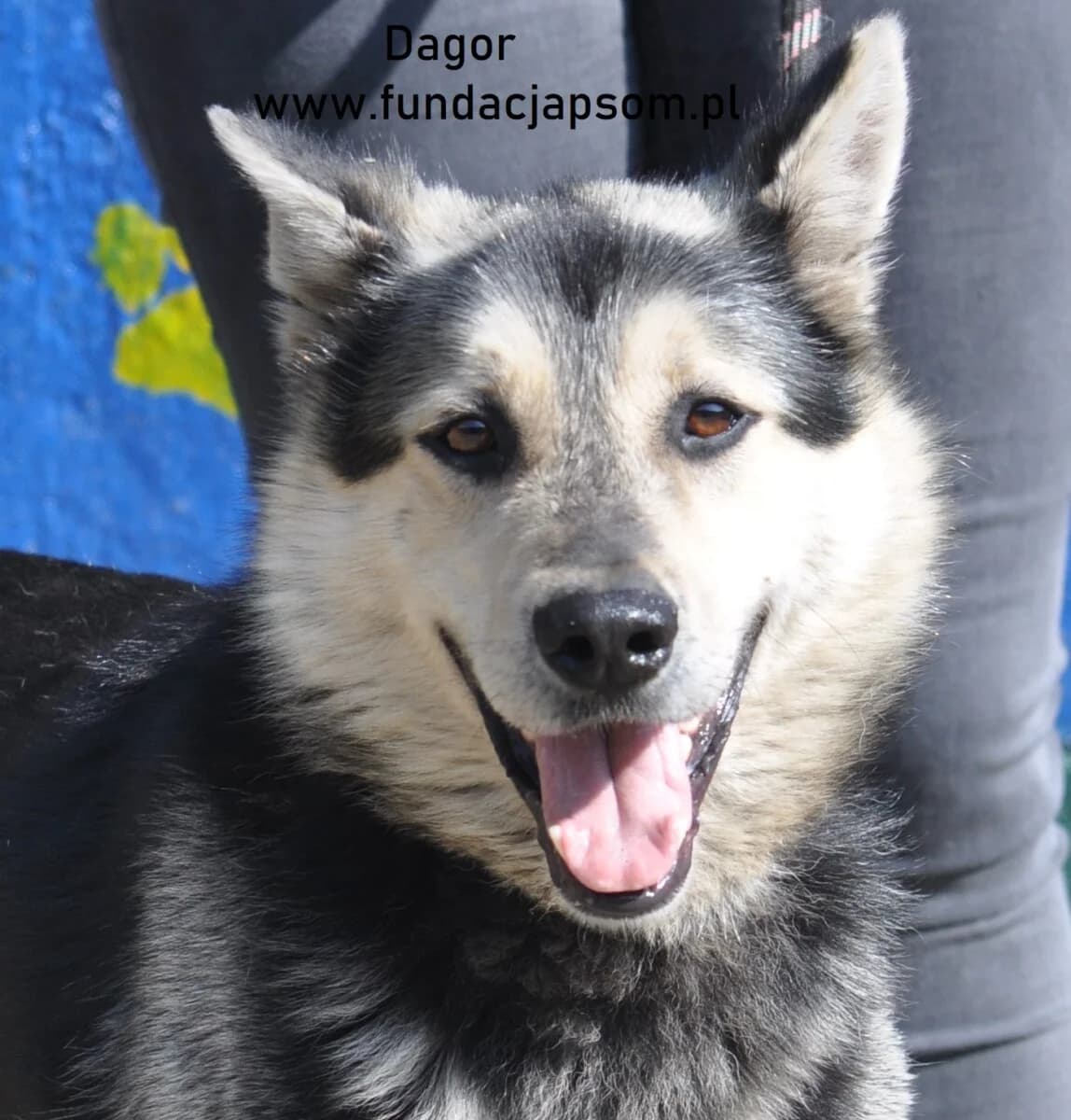 Dagor, male mixed breed for adoption at Fundacja Przyjaciele Braci Mniejszych