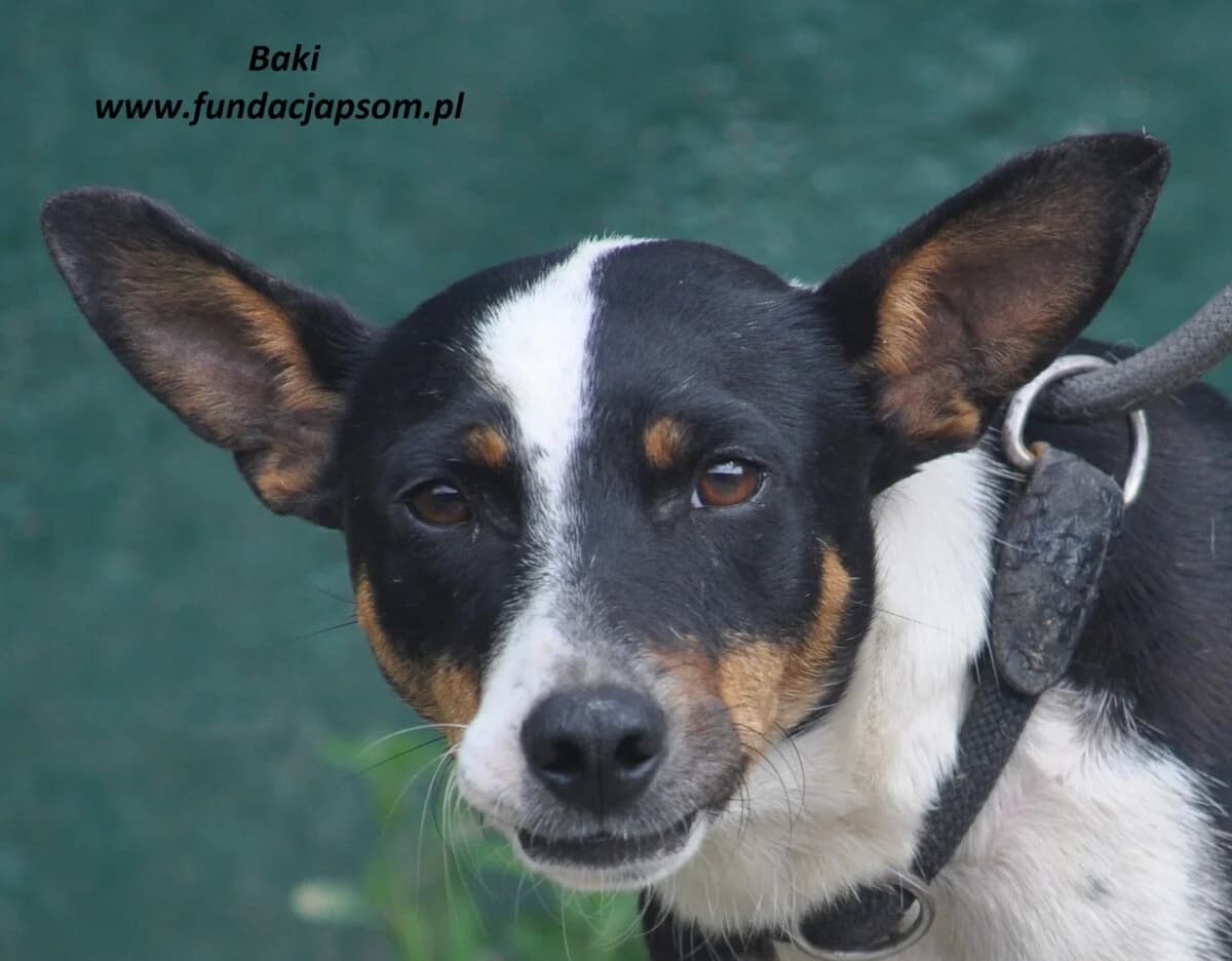 Baki, male mixed breed for adoption at Fundacja Przyjaciele Braci Mniejszych