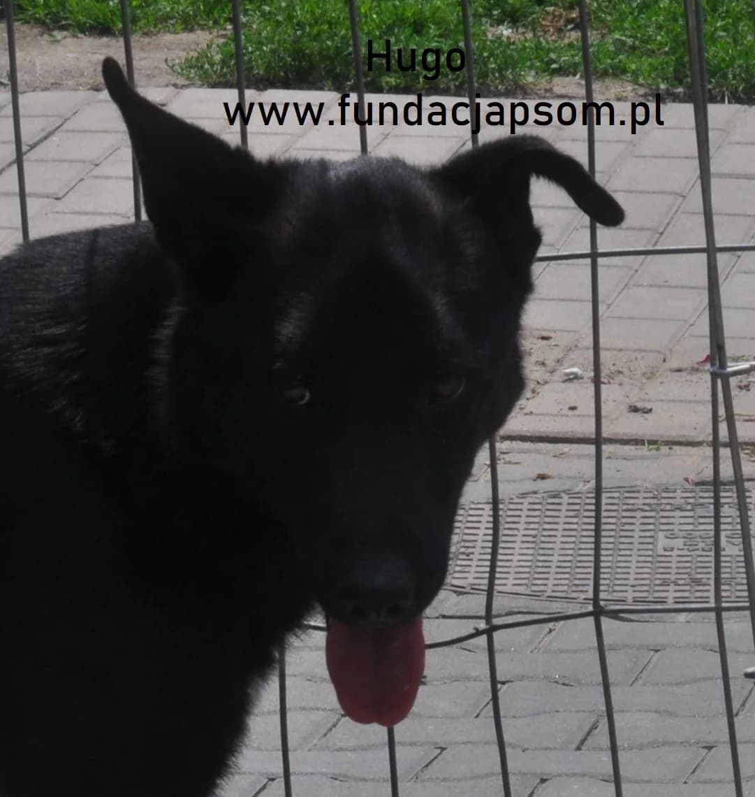 Hugo, male mixed breed for adoption at Fundacja Przyjaciele Braci Mniejszych