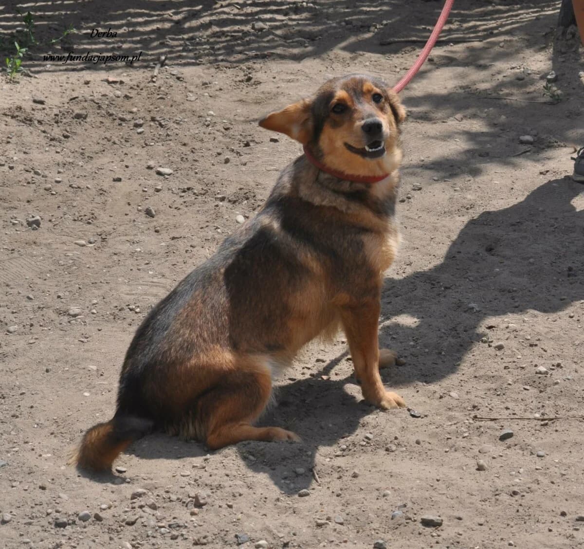 Derba, female mixed breed for adoption at Fundacja Przyjaciele Braci Mniejszych