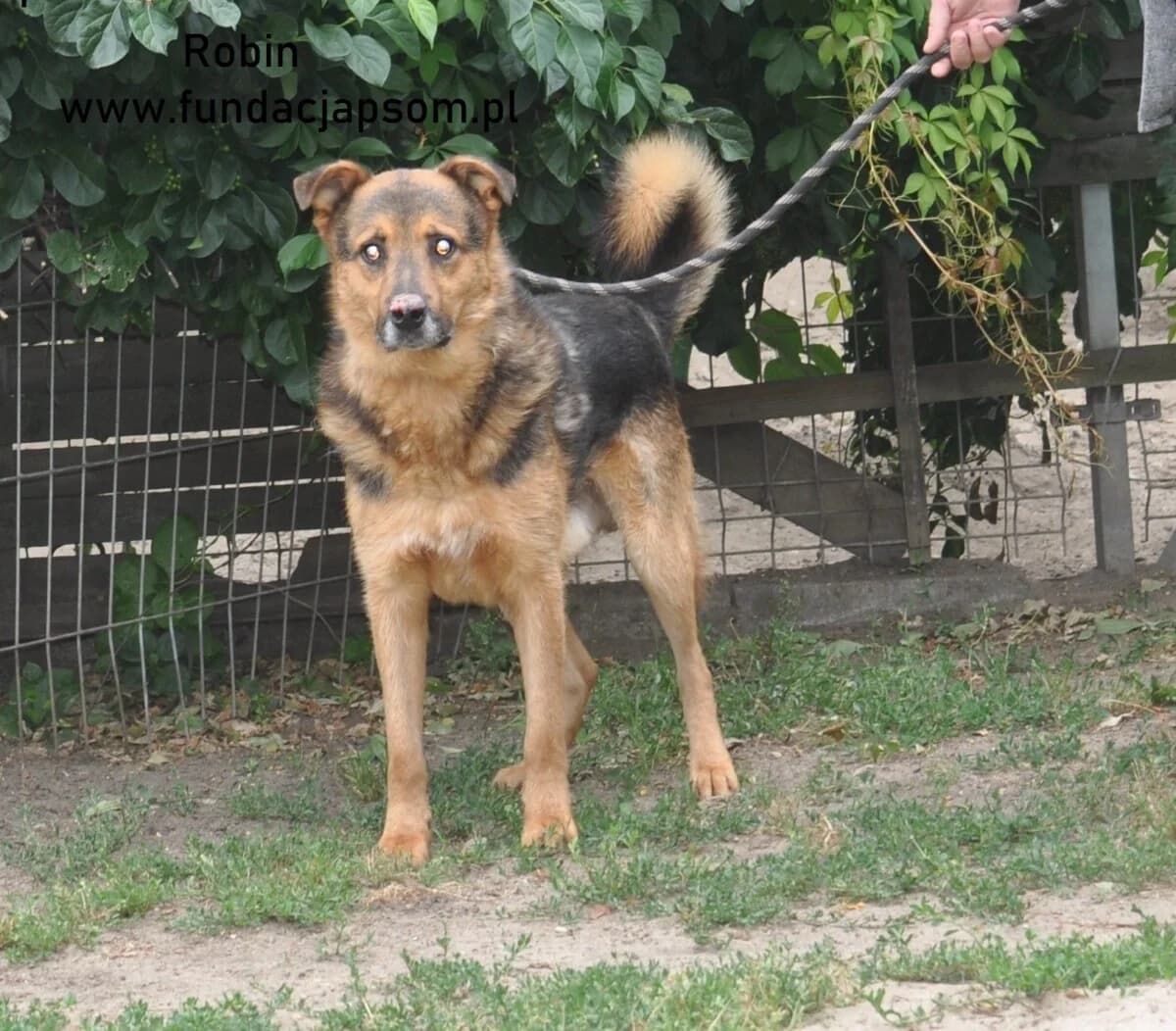 Robin, male senior mixed breed for adoption at Fundacja Przyjaciele Braci Mniejszych