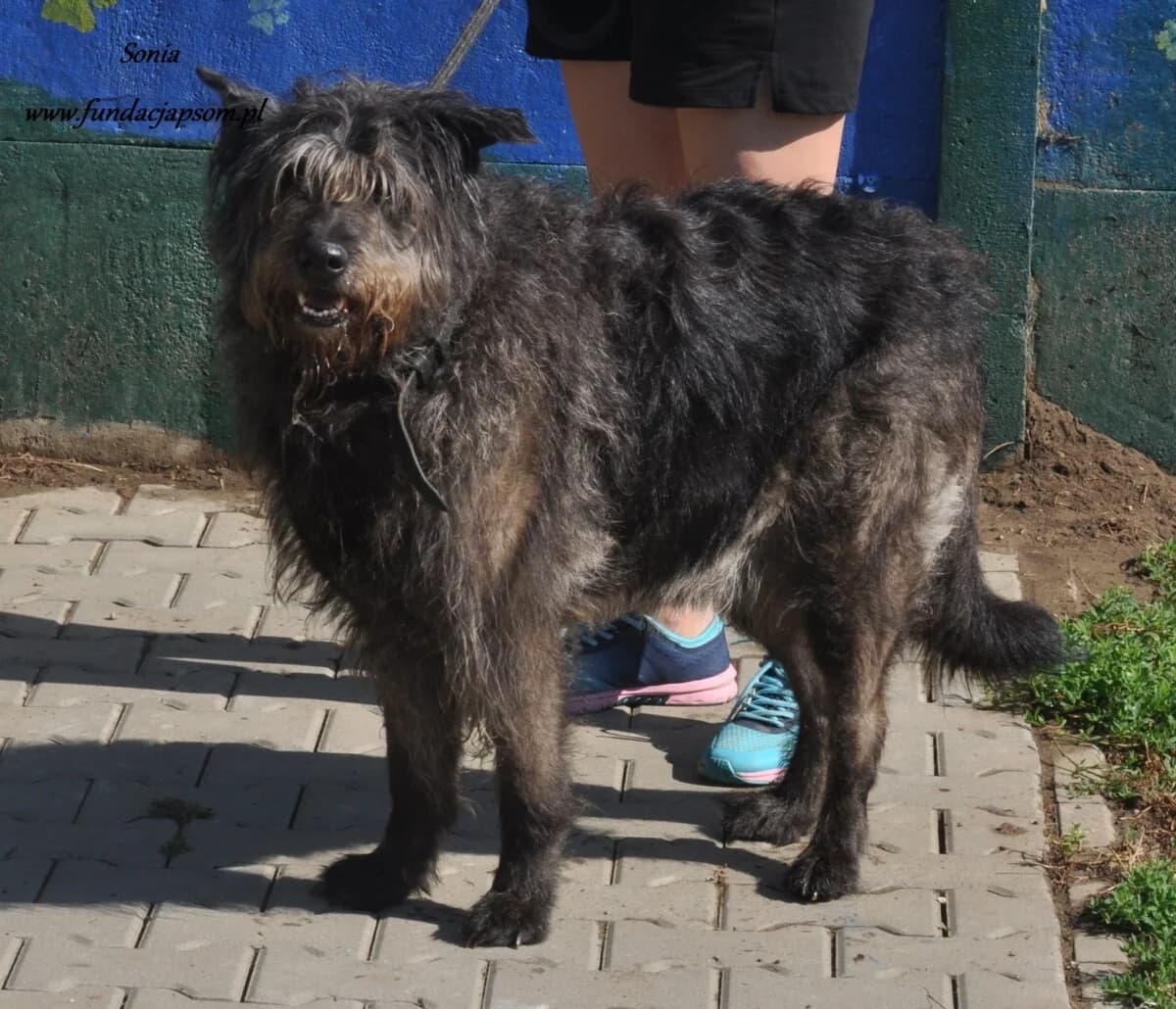 Sonia, female mixed breed for adoption at Fundacja Przyjaciele Braci Mniejszych