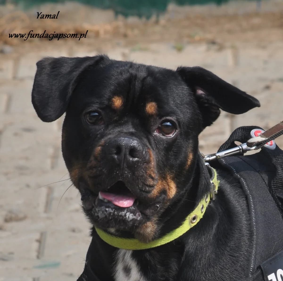 Yamal, male mixed breed for adoption at Fundacja Przyjaciele Braci Mniejszych