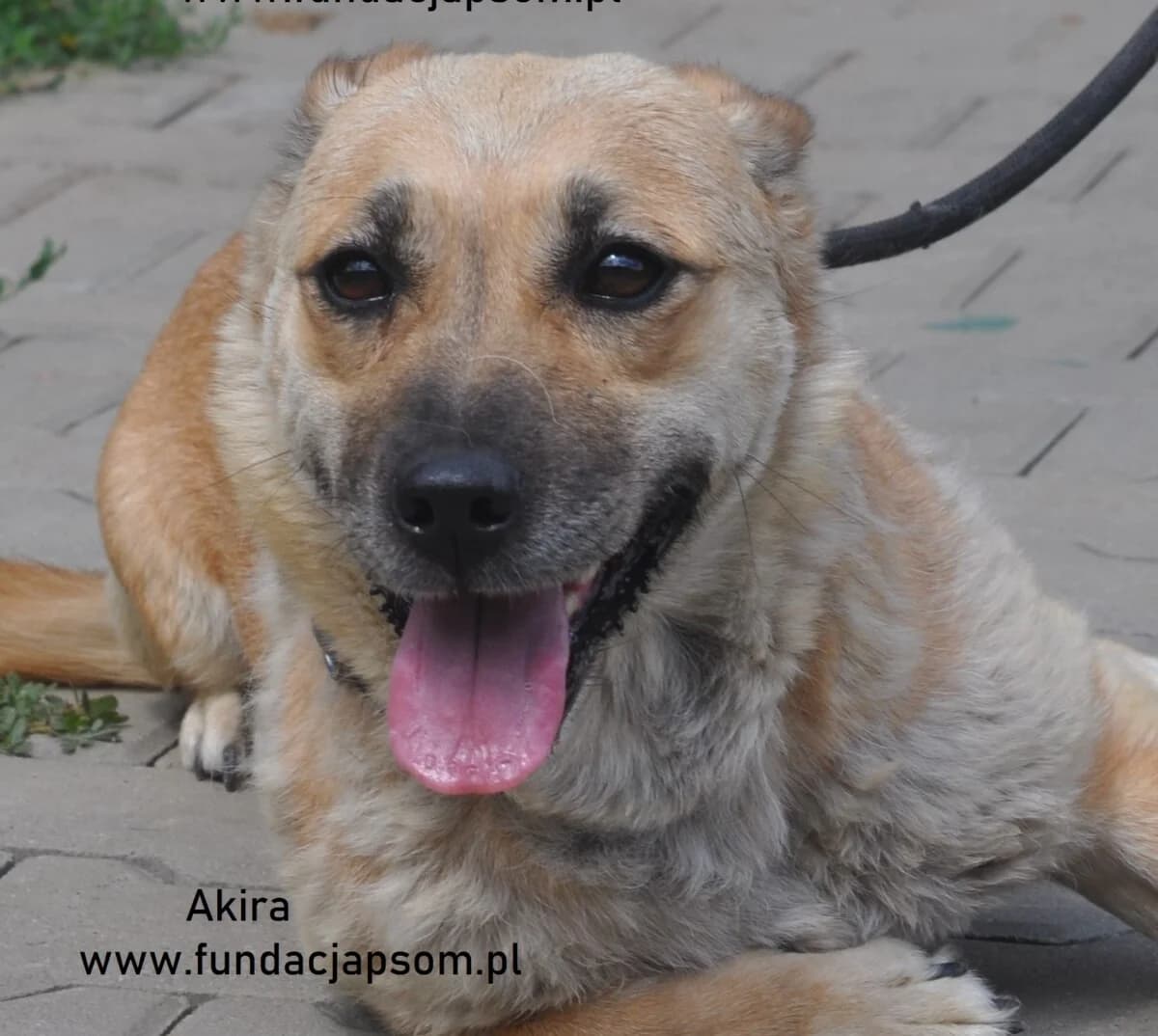 Akira, female mixed breed for adoption at Fundacja Przyjaciele Braci Mniejszych