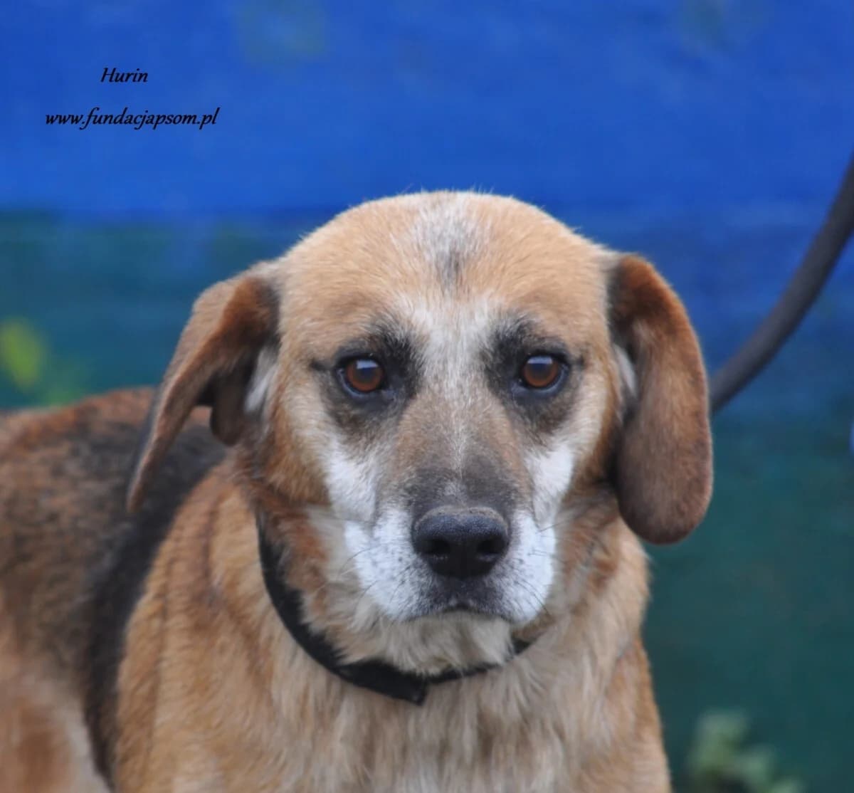 Hurin, male mixed breed for adoption at Fundacja Przyjaciele Braci Mniejszych