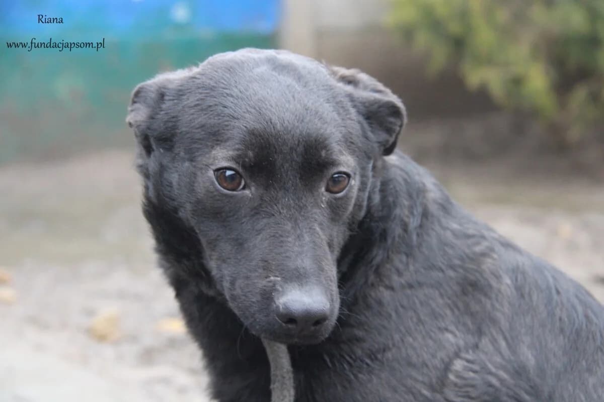Riana, female mixed breed for adoption at Fundacja Przyjaciele Braci Mniejszych