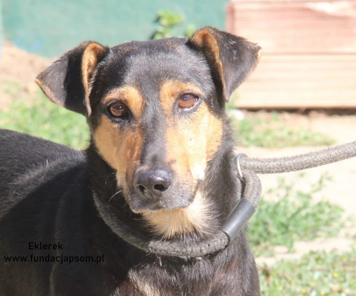 Eklerek, male mixed breed for adoption at Fundacja Przyjaciele Braci Mniejszych