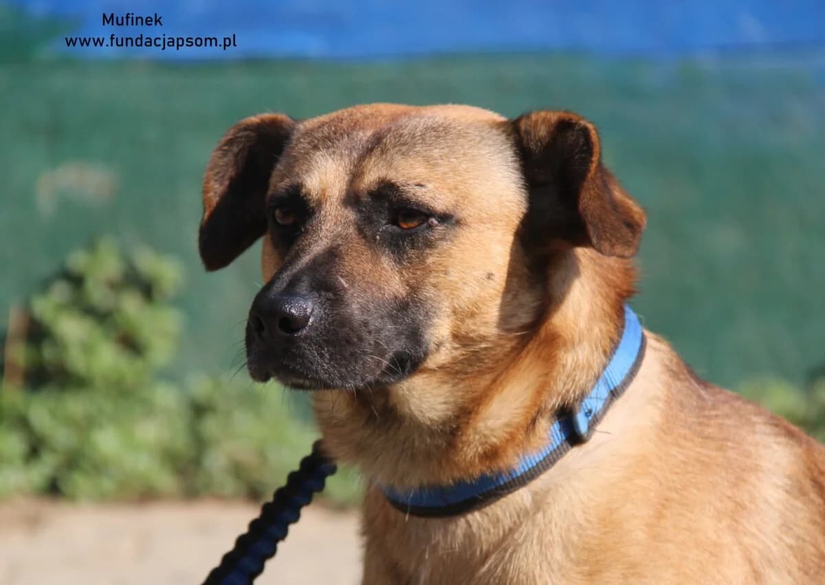 Mufinek, male mixed breed for adoption at Fundacja Przyjaciele Braci Mniejszych