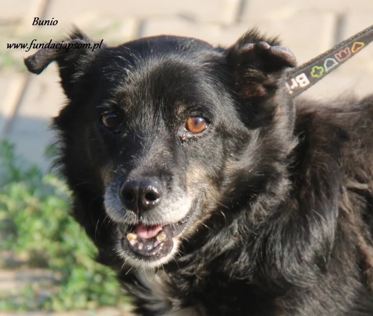 Bunio, male senior mixed breed for adoption at Fundacja Przyjaciele Braci Mniejszych