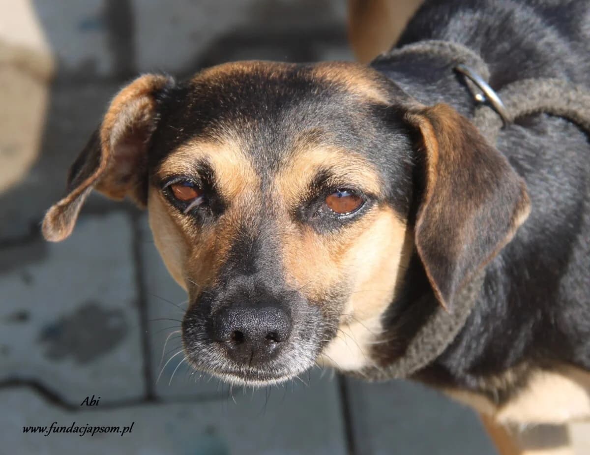 Abi, female mixed breed for adoption at Fundacja Przyjaciele Braci Mniejszych