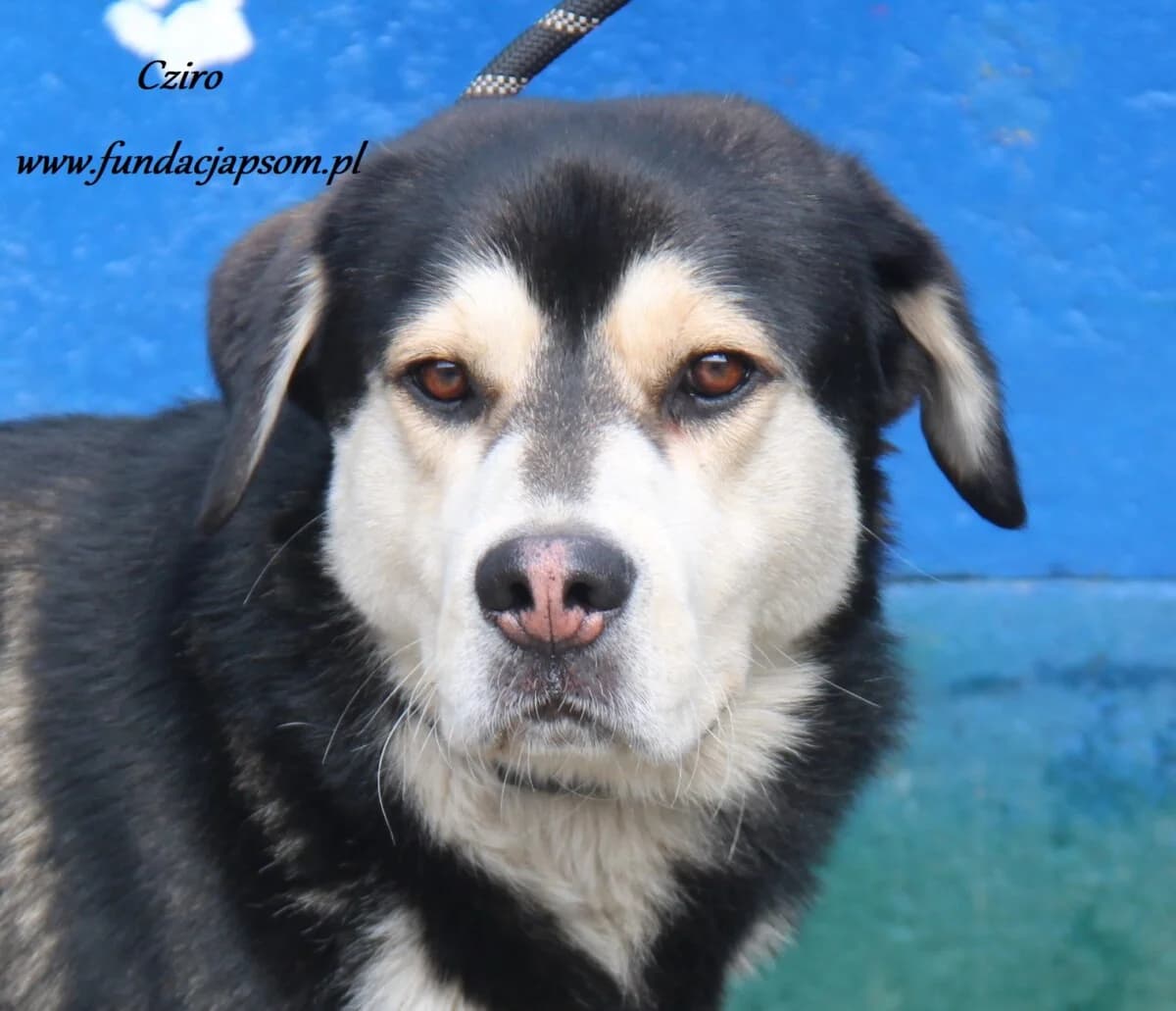 Cziro, male mixed breed for adoption at Fundacja Przyjaciele Braci Mniejszych