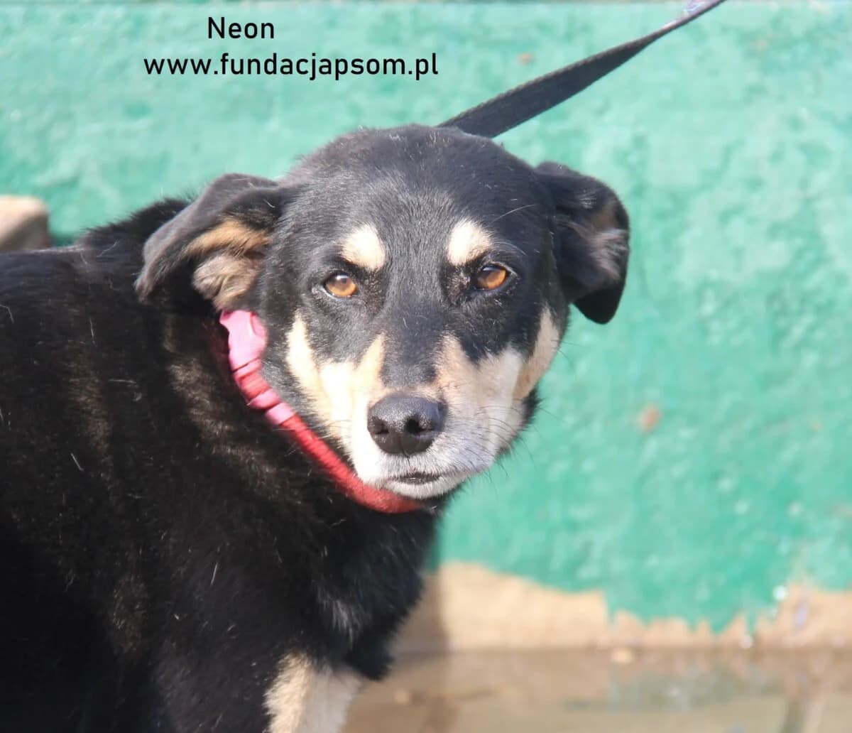 Neon, male mixed breed for adoption at Fundacja Przyjaciele Braci Mniejszych