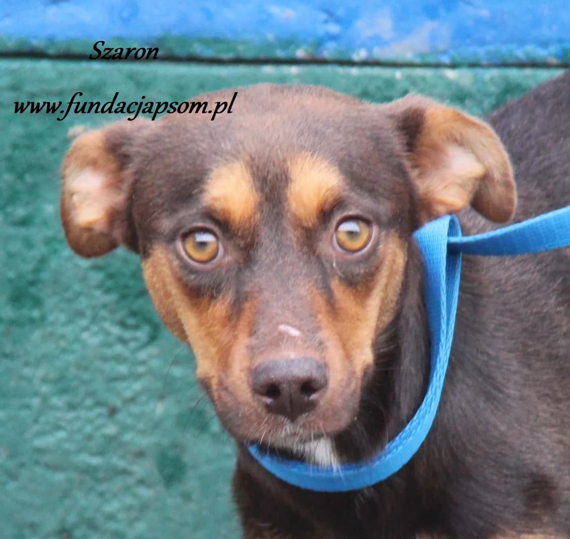Szaron, female mixed breed for adoption at Fundacja Przyjaciele Braci Mniejszych