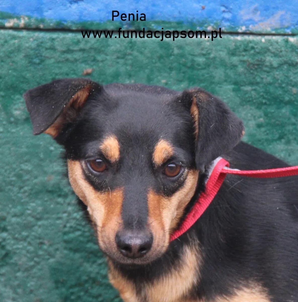 Penia, female mixed breed for adoption at Fundacja Przyjaciele Braci Mniejszych