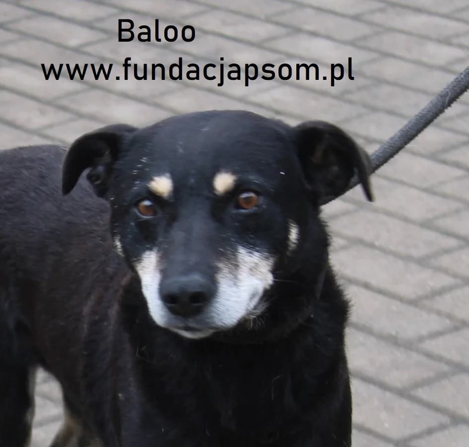 Baloo, male mixed breed for adoption at Fundacja Przyjaciele Braci Mniejszych