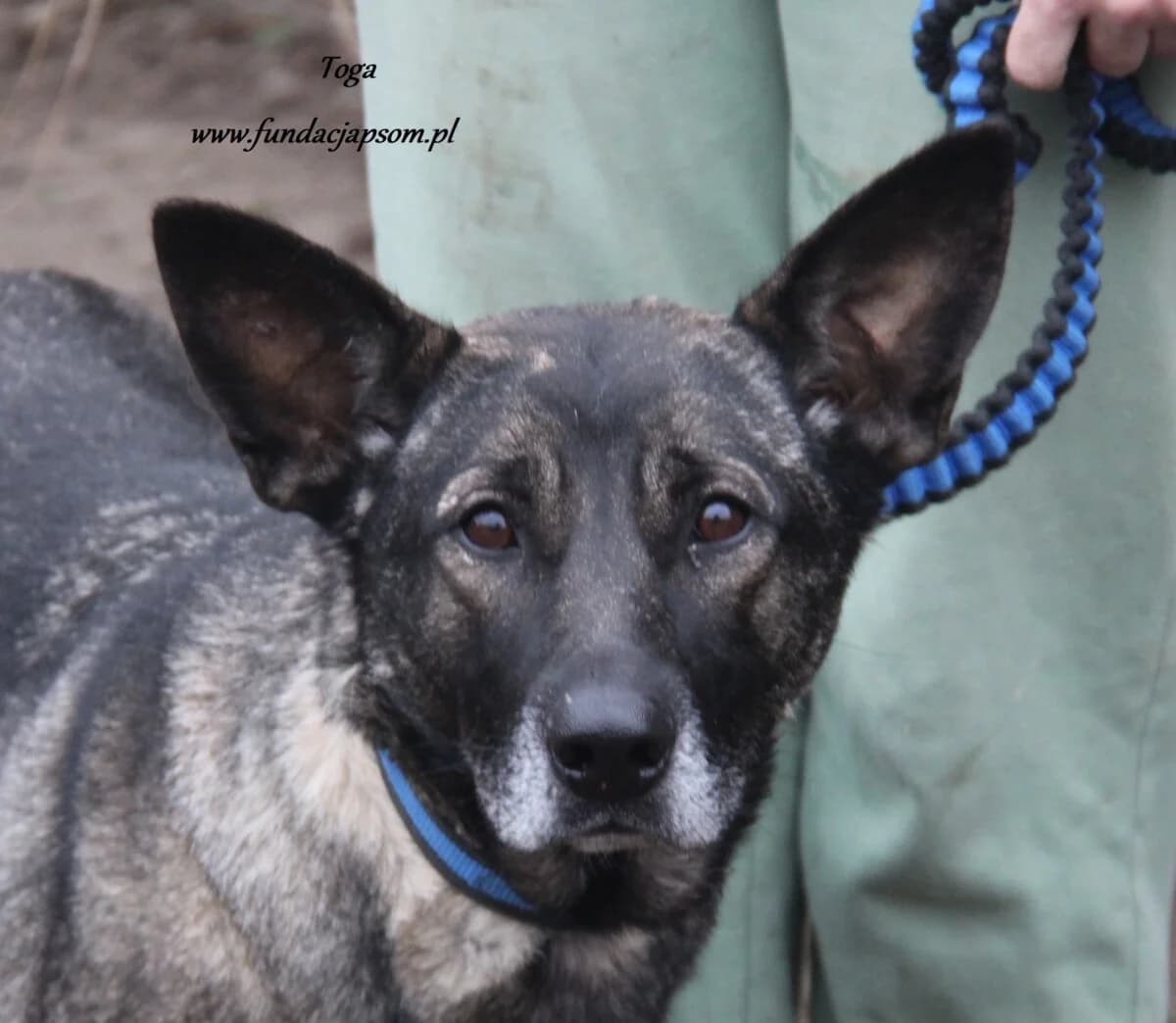 Toga, female mixed breed for adoption at Fundacja Przyjaciele Braci Mniejszych