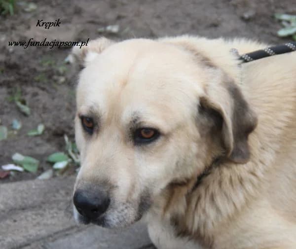 Krępik, male mixed breed for adoption at Fundacja Przyjaciele Braci Mniejszych