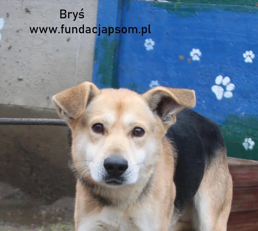 Bryś, male mixed breed for adoption at Fundacja Przyjaciele Braci Mniejszych