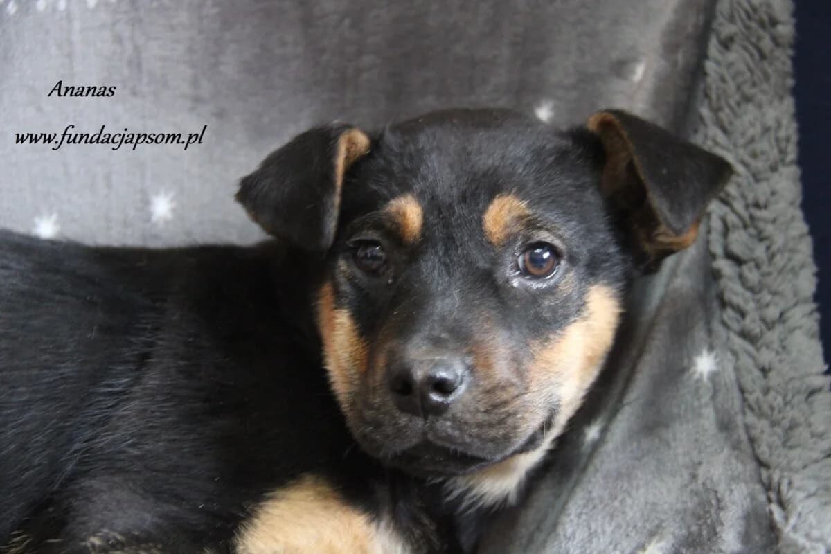 Ananas, male puppy mixed breed for adoption at Fundacja Przyjaciele Braci Mniejszych