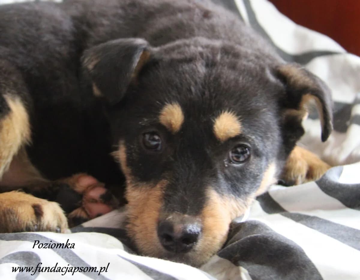 Poziomka, female mixed breed for adoption at Fundacja Przyjaciele Braci Mniejszych