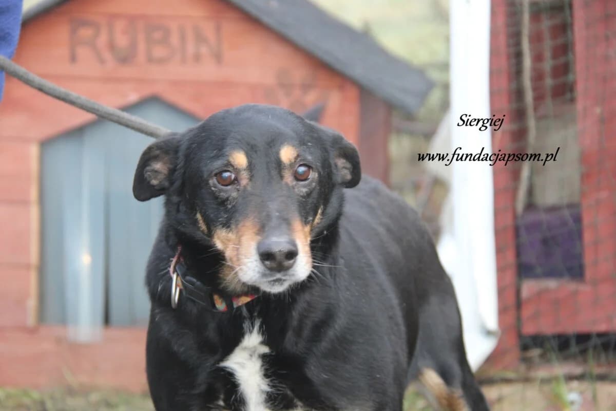 Siergiej, male mixed breed for adoption at Fundacja Przyjaciele Braci Mniejszych