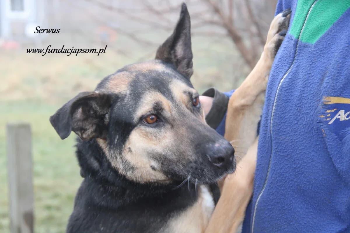 Serwus, male mixed breed for adoption at Fundacja Przyjaciele Braci Mniejszych