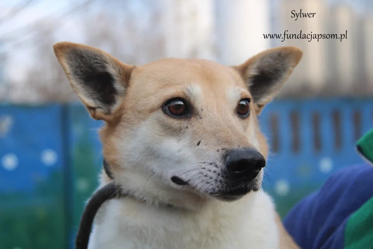 Sylwer, male mixed breed for adoption at Fundacja Przyjaciele Braci Mniejszych
